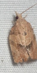Pandemis limitata