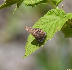 Callophrys eryphon