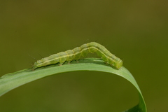 Hypena scabra