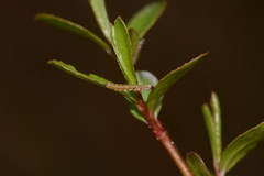 Ectropis crepuscularia