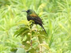 Nectarinia kilimensis