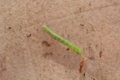 Hypena scabra