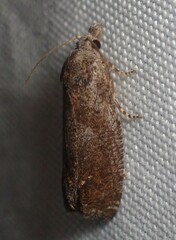Eucosma sombreana