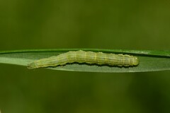Hypena scabra