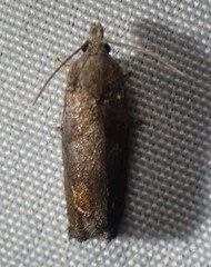 Eucosma sombreana