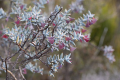 Daviesia pachyphylla