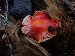 Hygrocybe laetissima