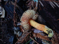 Hygrocybe laetissima