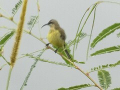 Nectarinia kilimensis