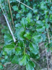 Ribes speciosum