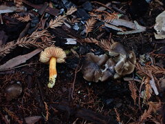 Hygrocybe laetissima