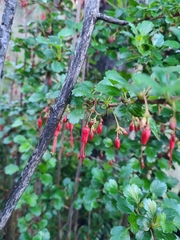 Ribes speciosum