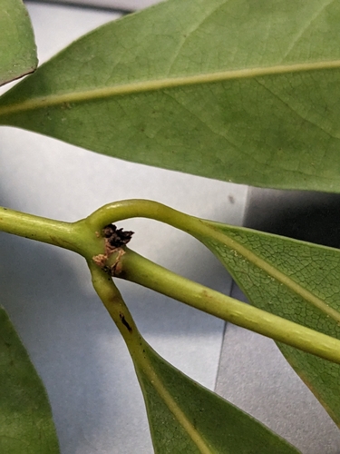 Image of Cinnamomum oliveri by no rights reserved