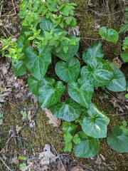 Asarum hartwegii