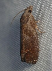 Eucosma sombreana