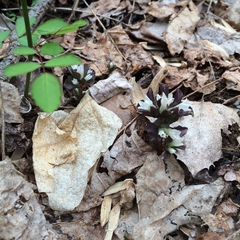 Obolaria virginica