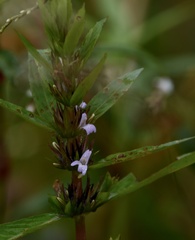 Hygrophila costata