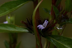 Hygrophila costata