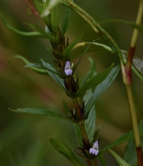 Hygrophila costata