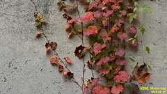 Parthenocissus tricuspidata
