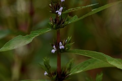 Hygrophila costata