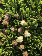 Baccharis magellanica