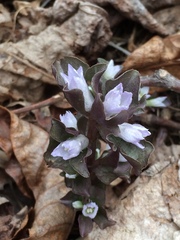 Obolaria virginica