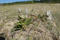 Asclepias × aequicornu