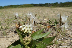 Asclepias × aequicornu