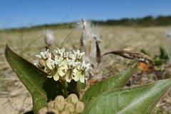 Asclepias × aequicornu