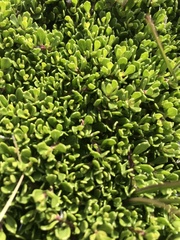 Baccharis magellanica