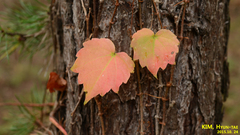Parthenocissus tricuspidata