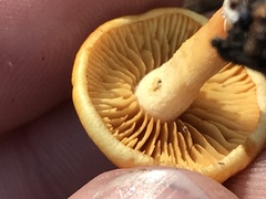 Russula flavida