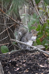 Sciurus carolinensis