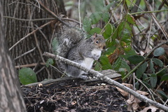 Sciurus carolinensis