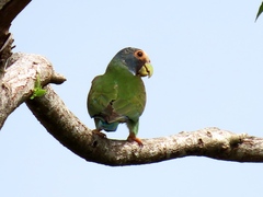 Pionus senilis