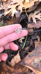 Erigenia bulbosa