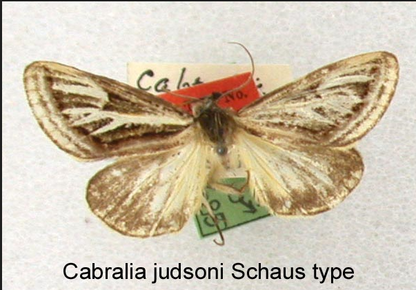 Rhosus judsoni