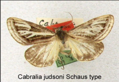 Cabralia judsoni