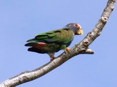 Pionus senilis