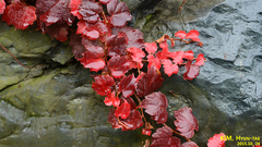 Parthenocissus tricuspidata