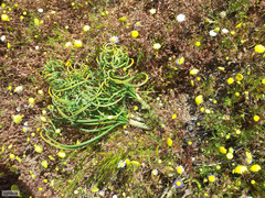 Gethyllis verticillata