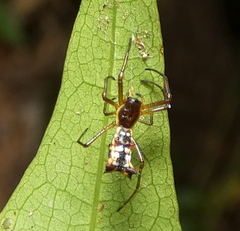 Micrathena fissispina