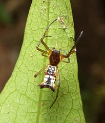 Micrathena fissispina