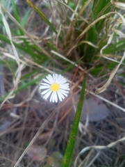 Erigeron vernus