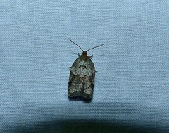 Acleris chalybeana