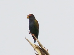 Pionus senilis