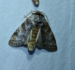 Ellida caniplaga