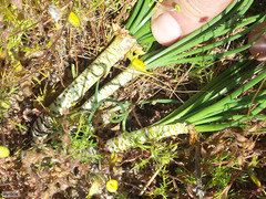 Gethyllis verticillata