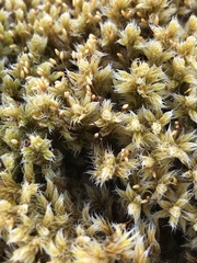 Racomitrium